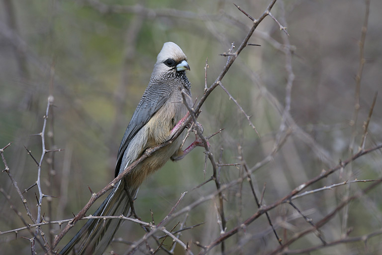 Pretty White-headed mousebird