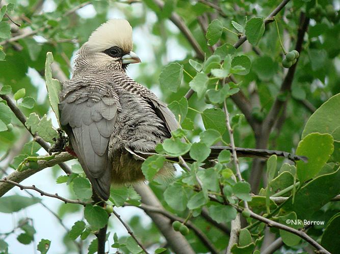 Pretty White-headed mousebird