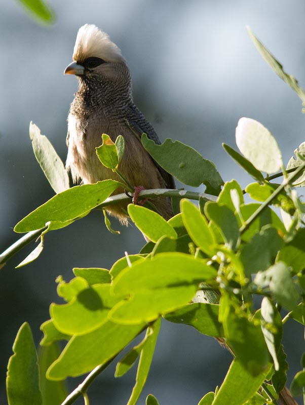 Pretty White-headed mousebird