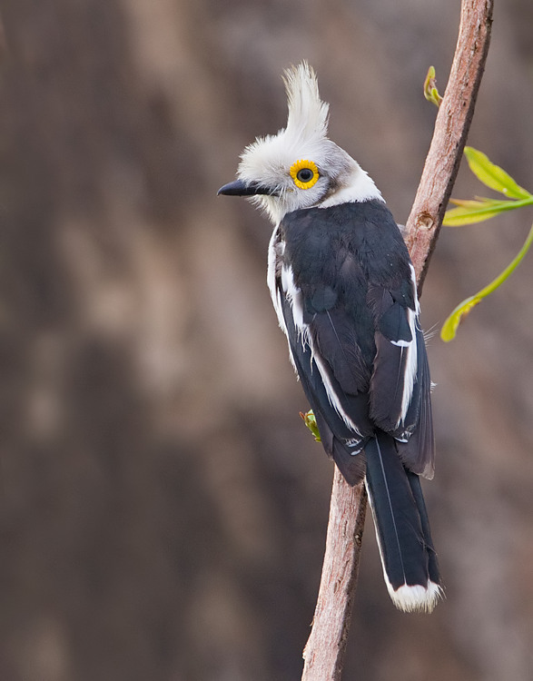 Pretty White helmet-shrike