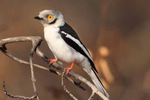 Pretty White helmet-shrike
