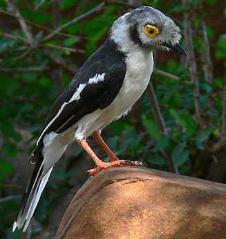 Pretty White helmet-shrike