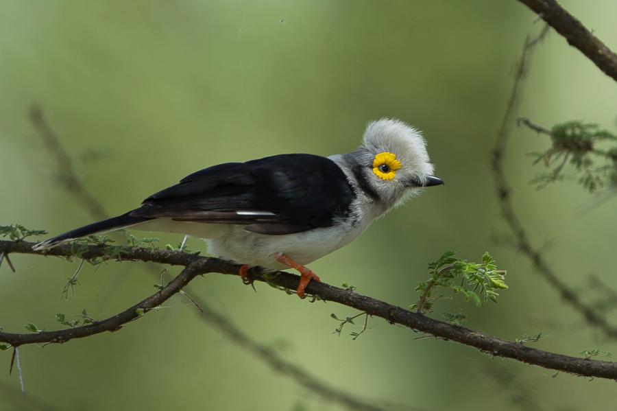 Pretty White helmet-shrike