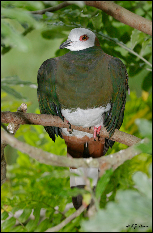 Pretty White imperial pigeon
