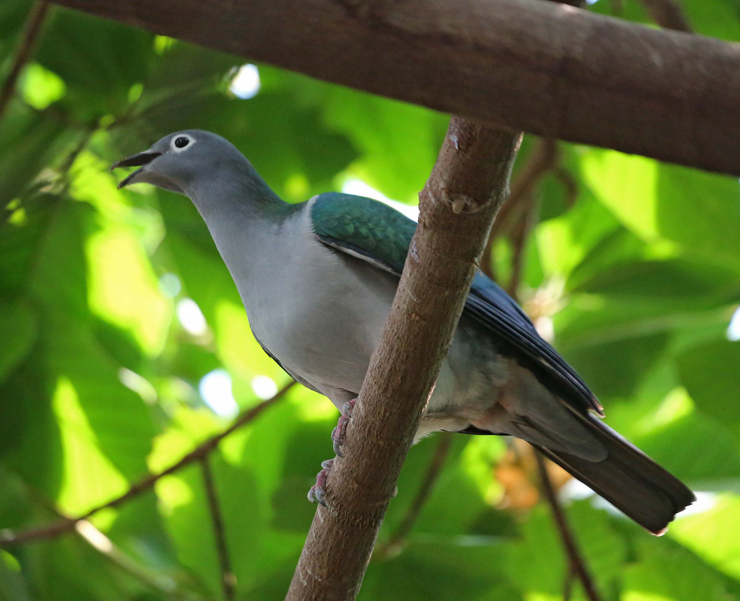 Pretty White imperial pigeon
