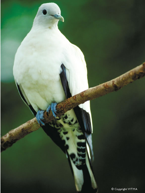 Pretty White imperial pigeon