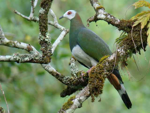 Pretty White imperial pigeon