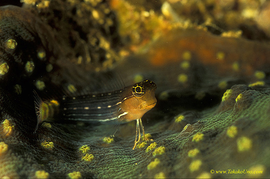 White-lined comb-tooth blenny