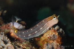 Pretty White-lined comb-tooth blenny