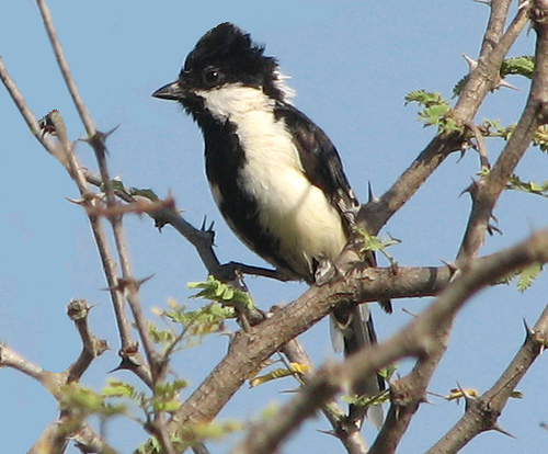 White-naped tit
