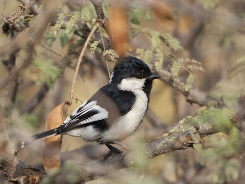 Pretty White-naped tit