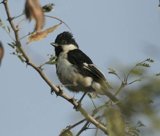 Pretty White-naped tit