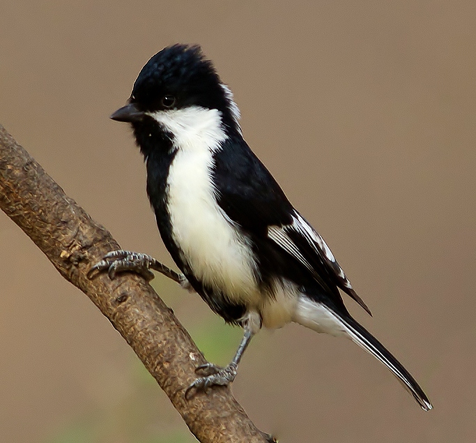 Pretty White-naped tit