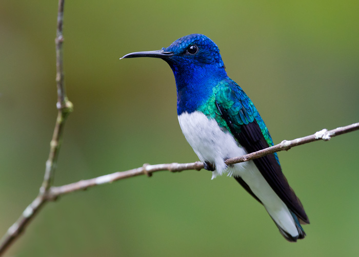White-necked jacobin