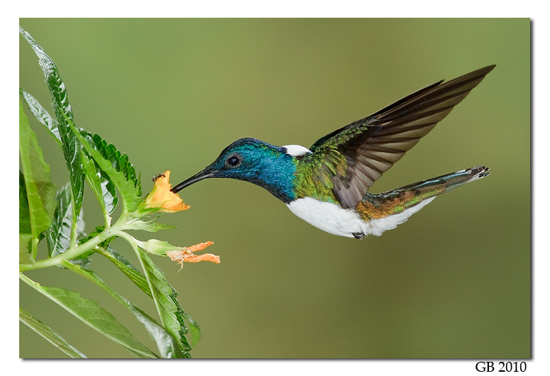 Pretty White-necked jacobin