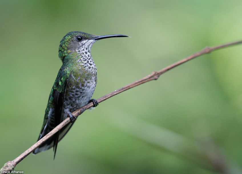 Pretty White-necked jacobin