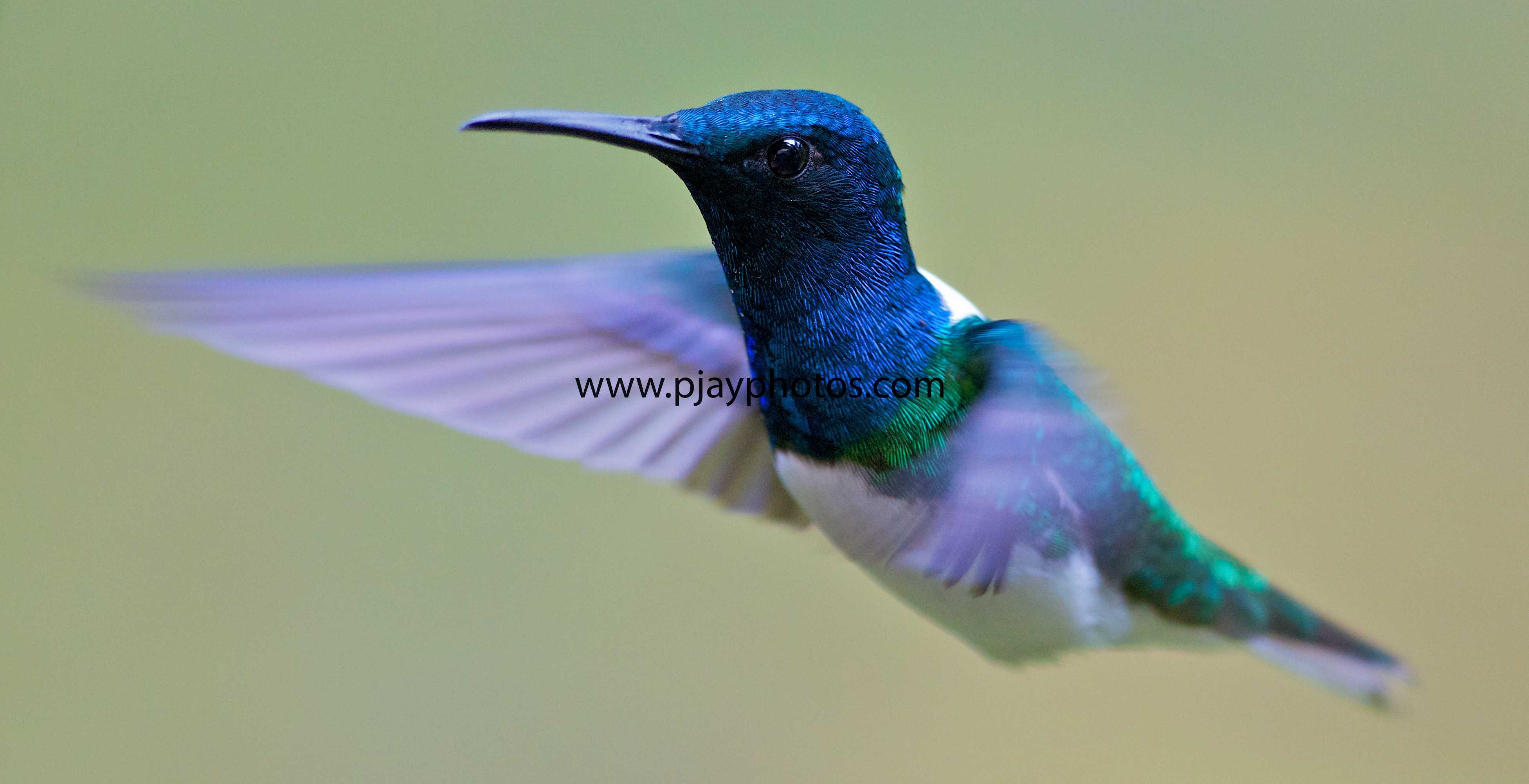 Pretty White-necked jacobin