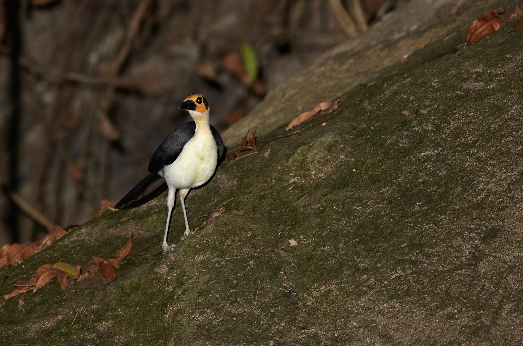 White-necked picathartes