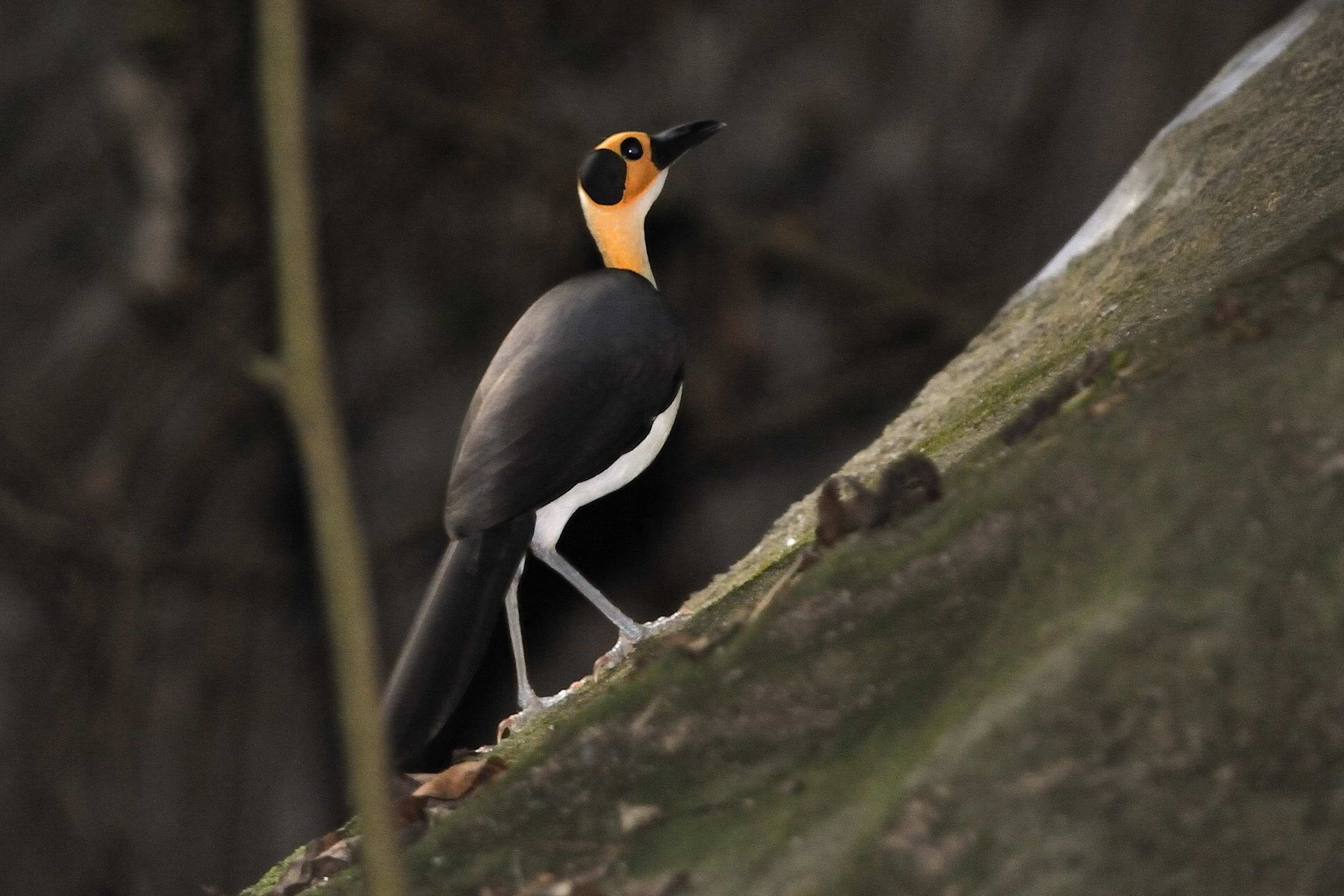 Pretty White-necked picathartes