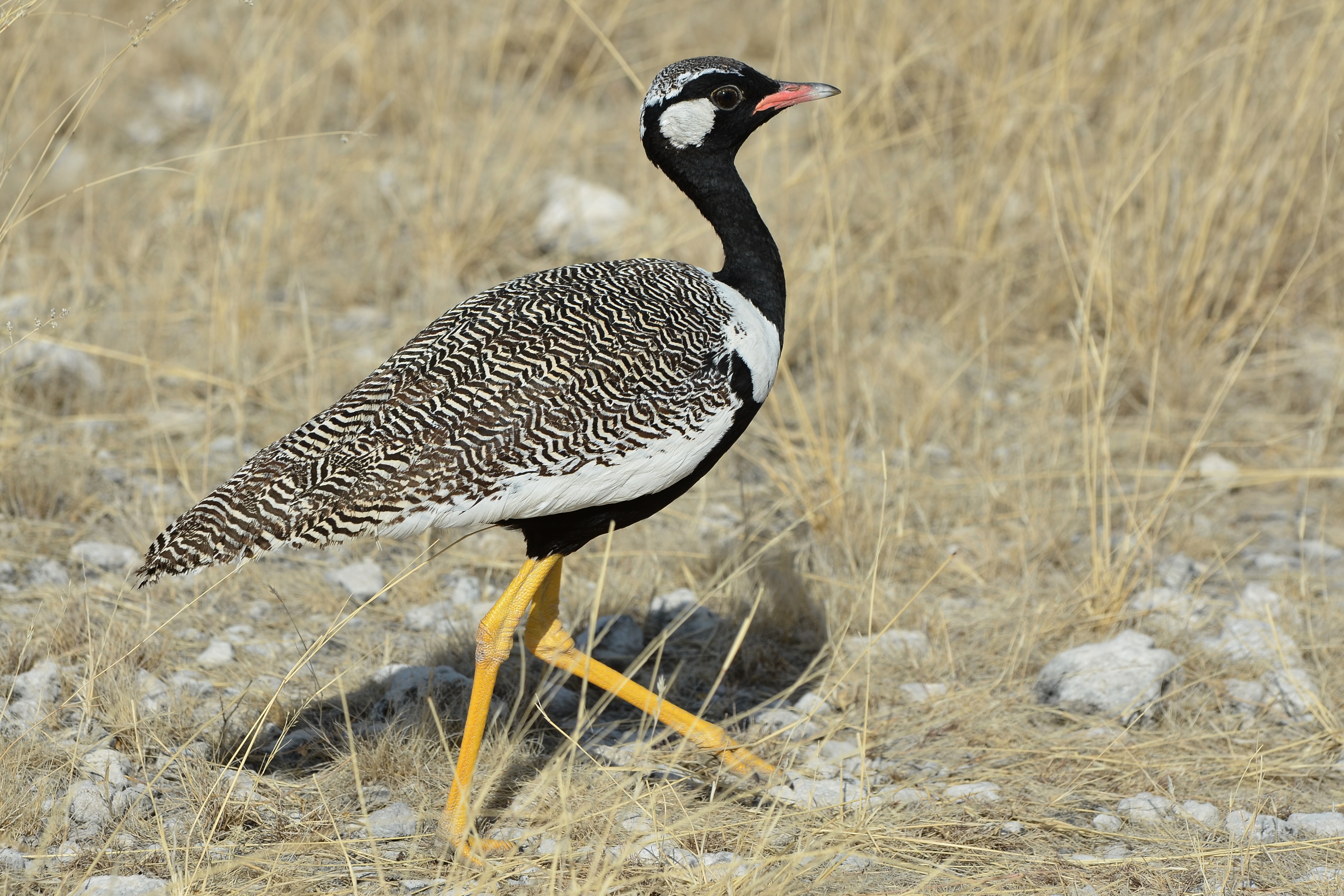 White-quilled bustard