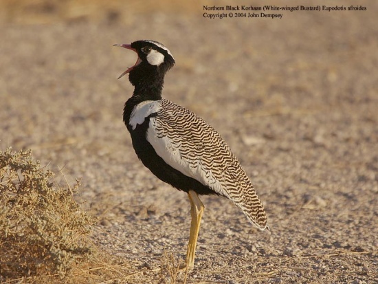 Pretty White-quilled bustard