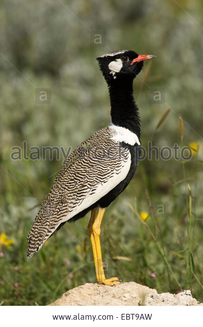 Pretty White-quilled bustard