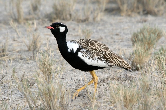 Pretty White-quilled bustard
