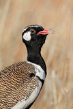Pretty White-quilled bustard