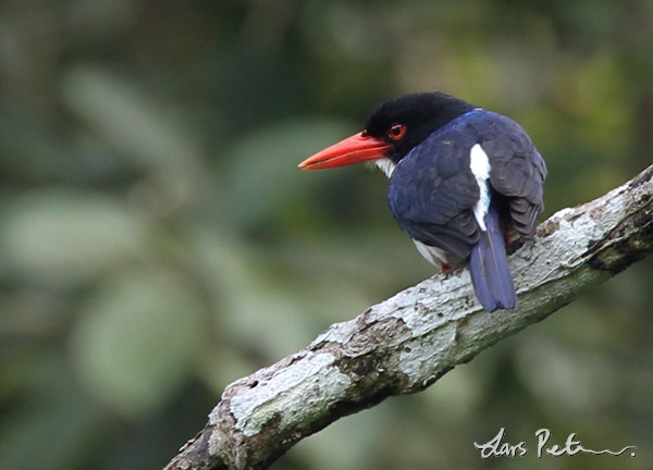 White-rumped kingfisher