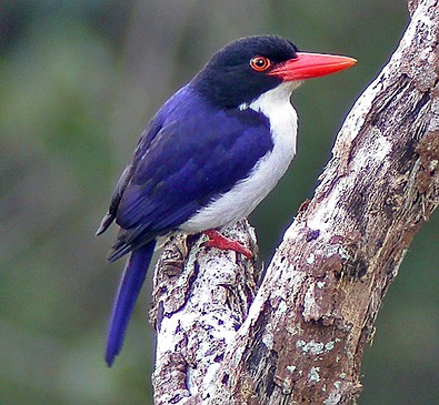 Pretty White-rumped kingfisher