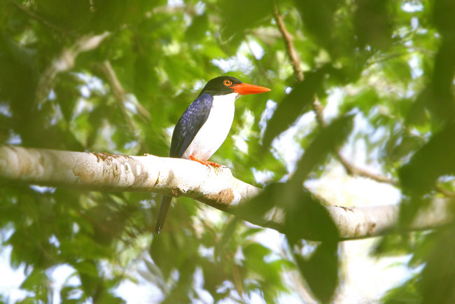 Pretty White-rumped kingfisher
