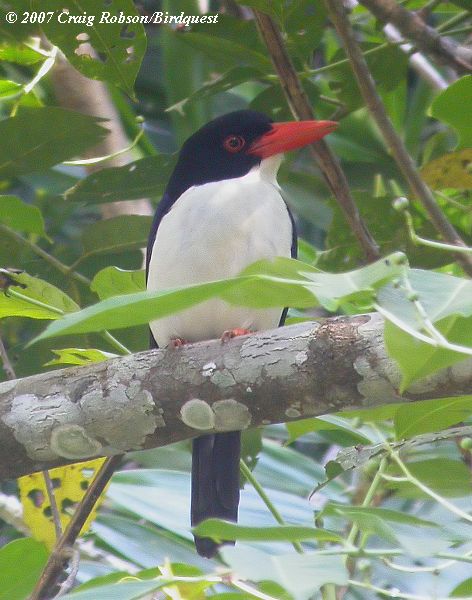 Pretty White-rumped kingfisher