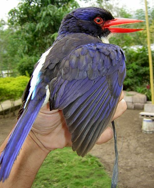 Pretty White-rumped kingfisher