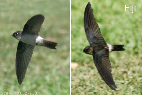 Pretty White-rumped swiftlet