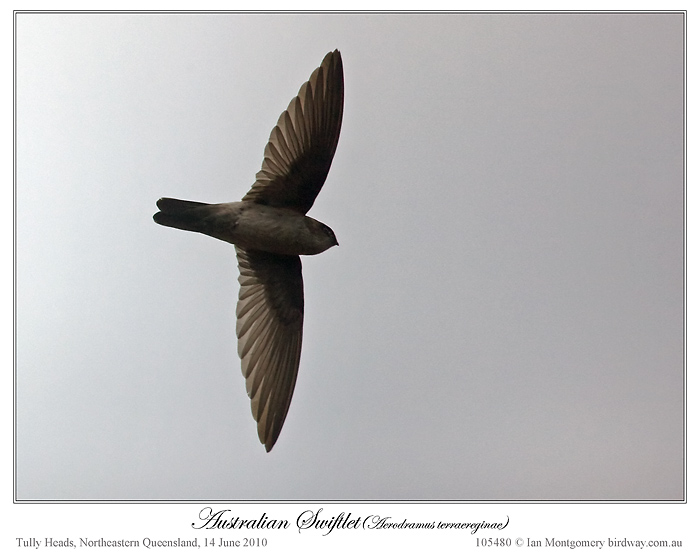 Pretty White-rumped swiftlet