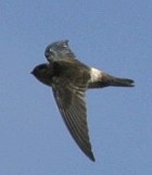 Pretty White-rumped swiftlet