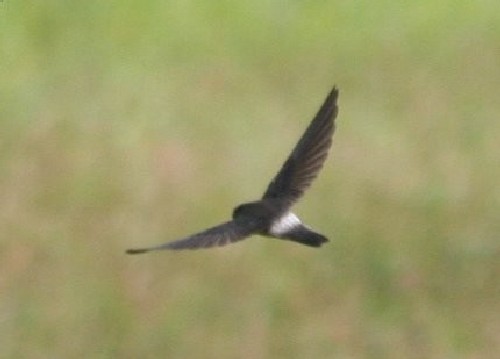 Pretty White-rumped swiftlet