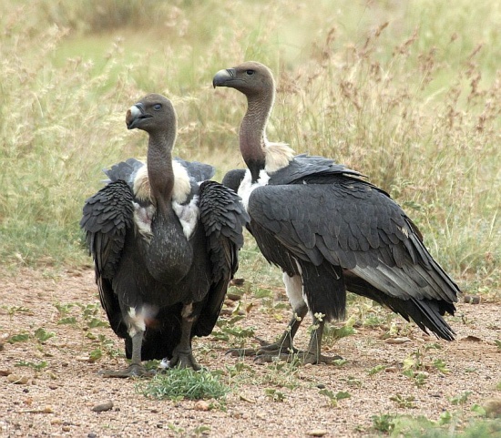 White-rumped vulture