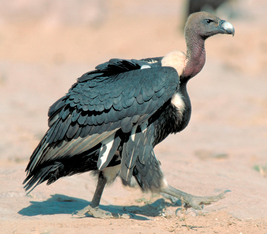 Pretty White-rumped vulture