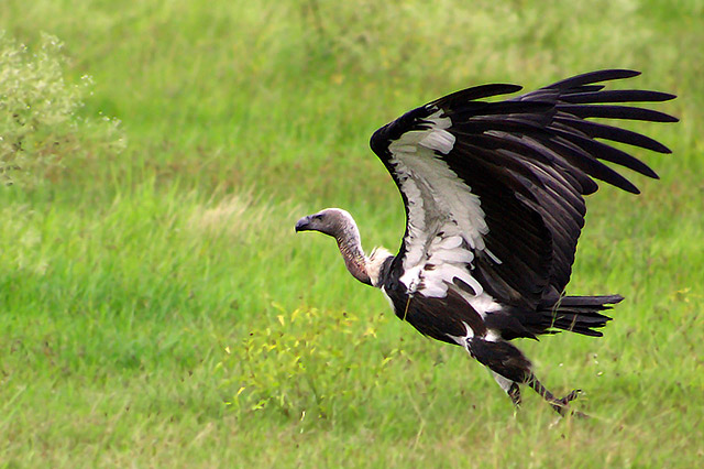 Pretty White-rumped vulture
