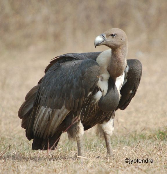 Pretty White-rumped vulture