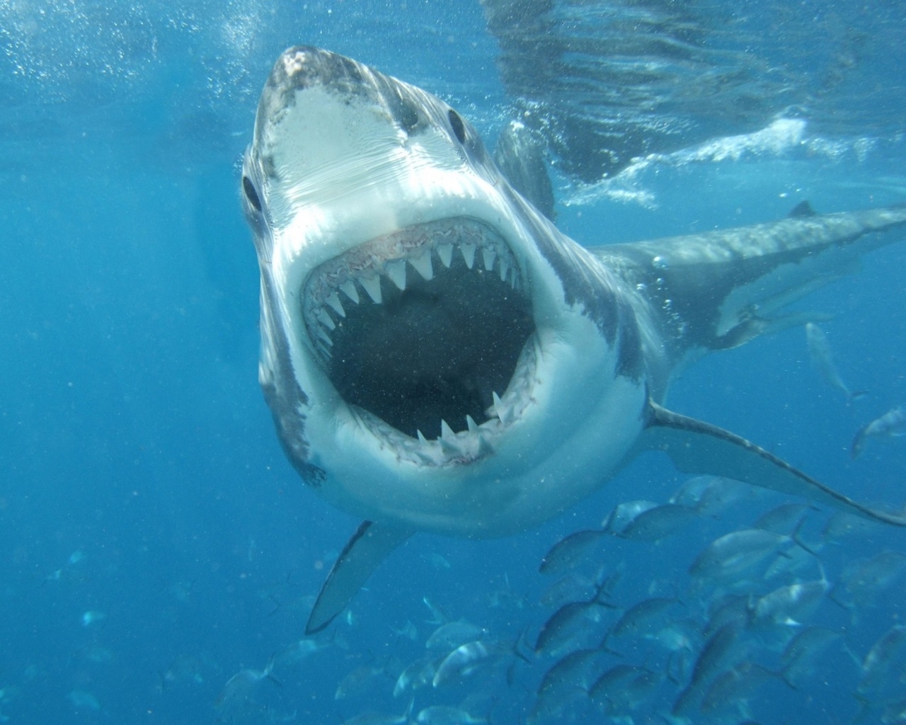 Nice White Shark
