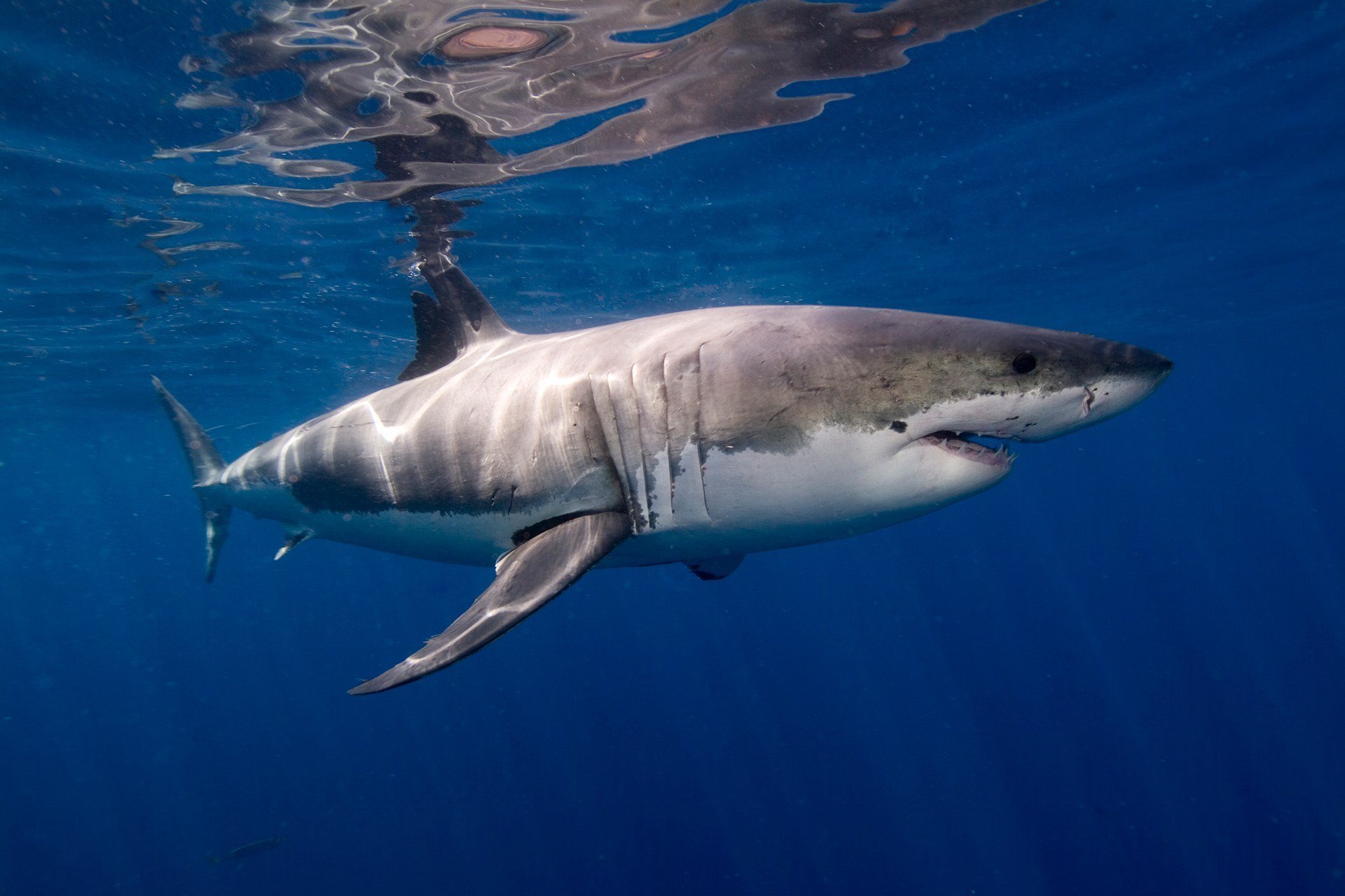 Pretty White Shark