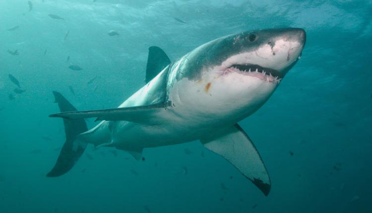 Wallpaper White Shark