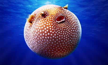 White-spotted puffer