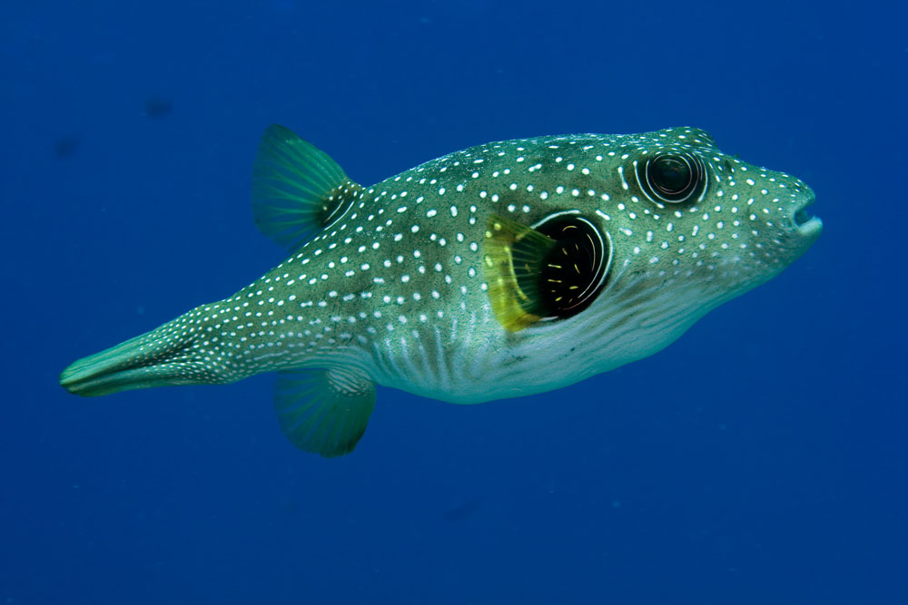 Pretty White-spotted puffer