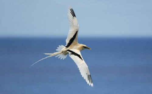 Pretty White-tailed tropicbird