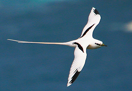 Pretty White-tailed tropicbird