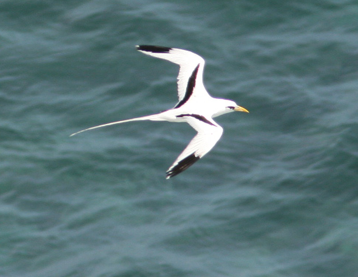 Pretty White-tailed tropicbird