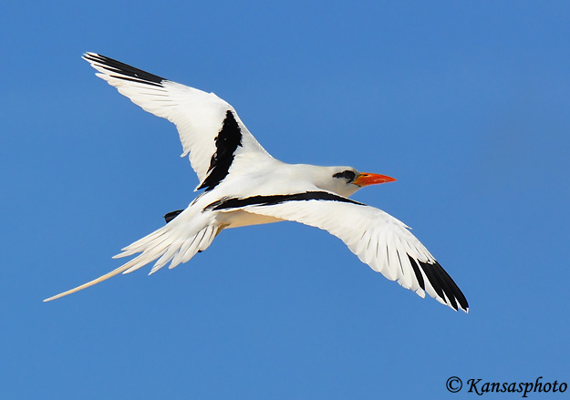 Pretty White-tailed tropicbird